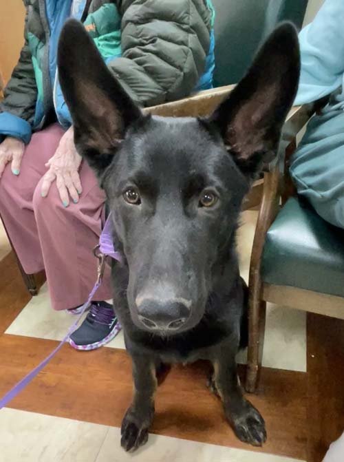 wAkis-22-wks-WV-c5