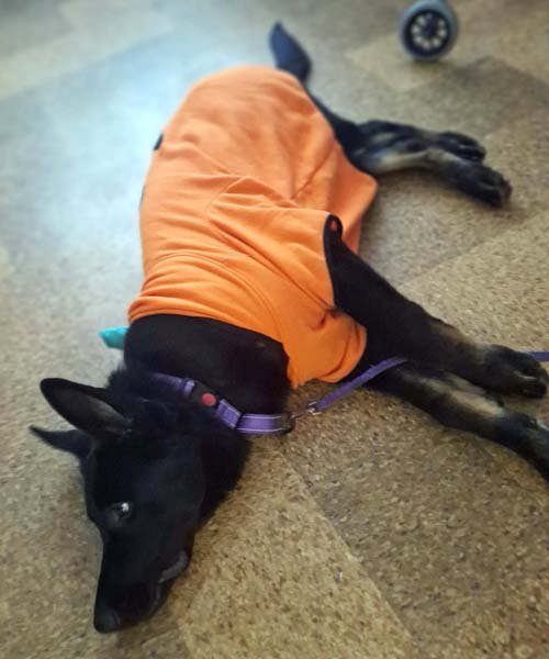 wAkis-23-wks-BHR-c3
