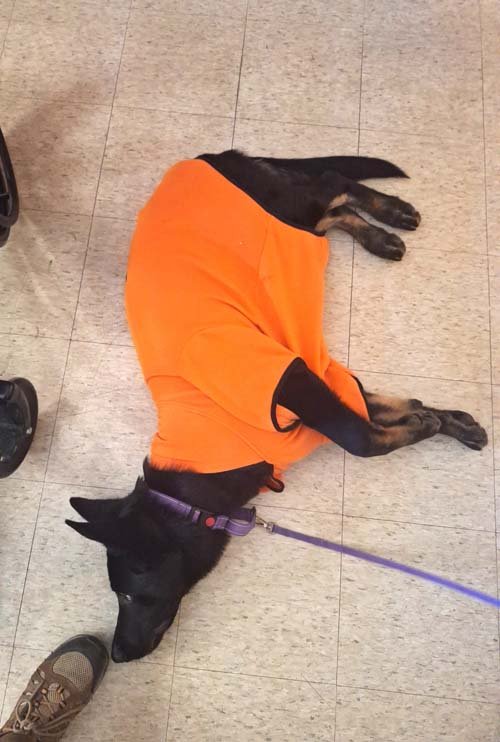 wAkis-23-wks-BHR-i1