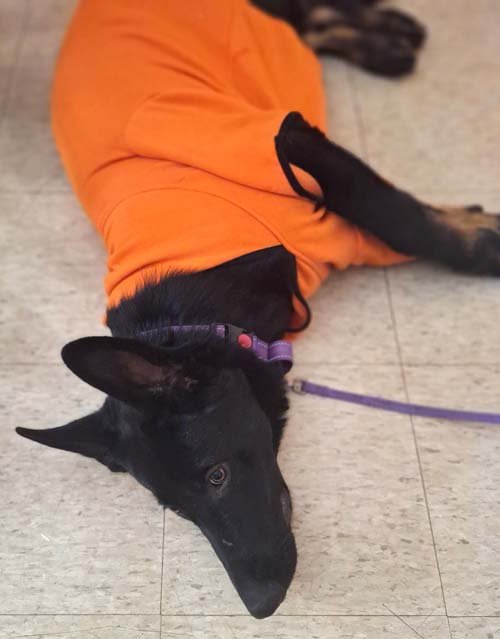 wAkis-23-wks-BHR-i5