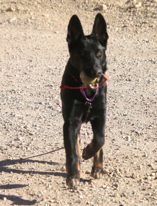 wAkis-24-wks-train-1