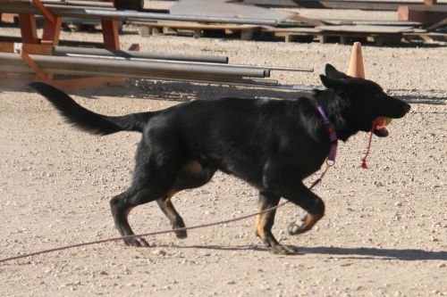 wAkis-24-wks-train-4