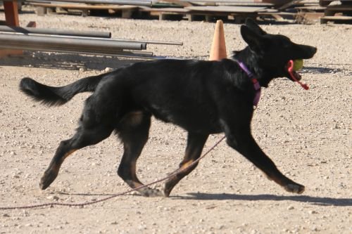 wAkis-24-wks-train-5
