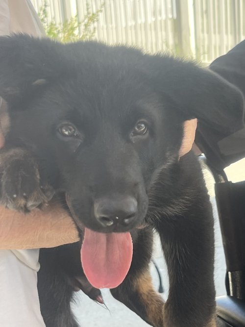 wAkis-9-wks-GHL-a2