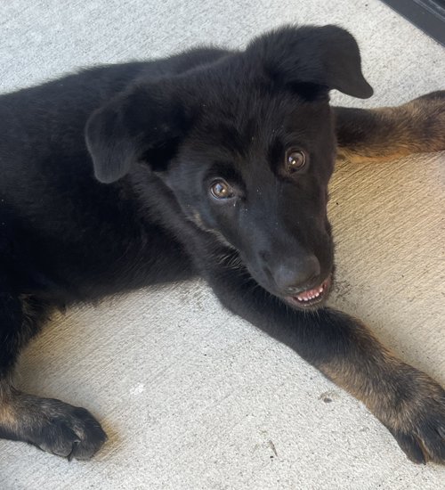 wAkis-9-wks-GHL-b2