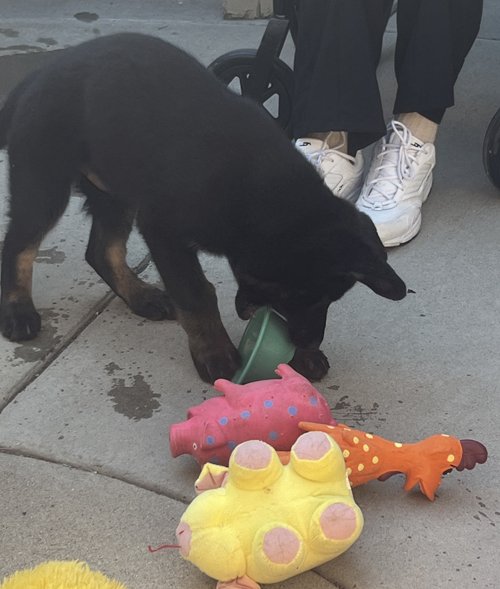 wAkis-9-wks-GHL-b4