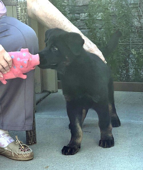 wAkis-9-wks-GHL-b7
