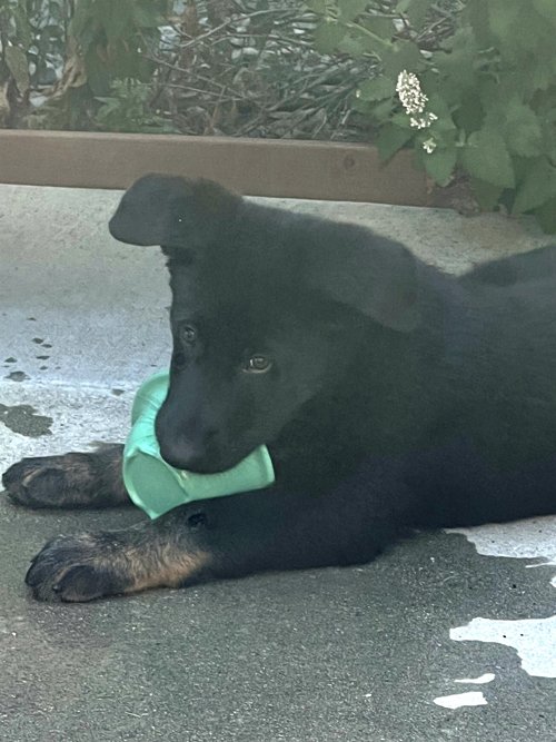 wAkis-9-wks-GHL-b9