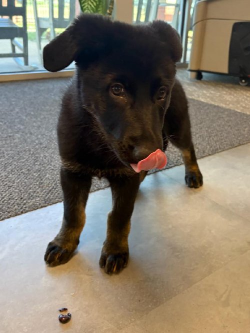 wAkis-9-wks-VA-Eagle-1
