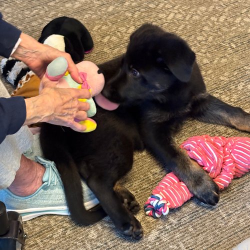 wAkis-9-wks-VA-Eagle-3