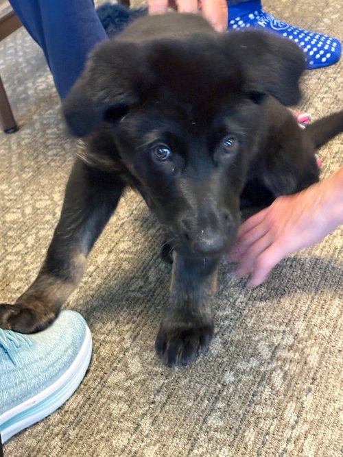 wAkis-9-wks-VA-Eagle-5