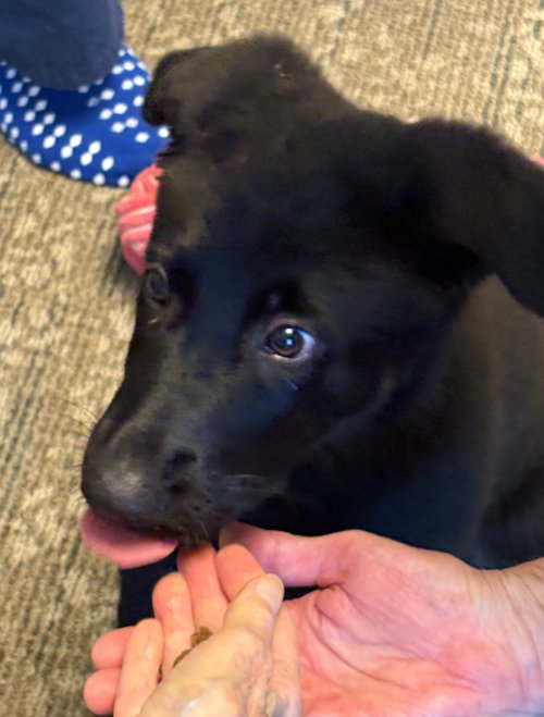 wAkis-9-wks-VA-Eagle-6