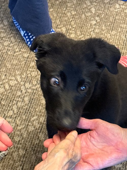 wAkis-9-wks-VA-Eagle-7
