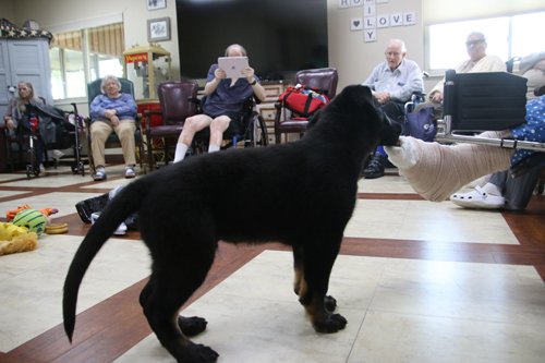 wAkis-10-wks-WV-a2