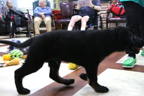 wAkis-10-wks-WV-a5