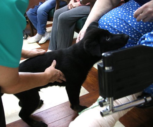 wAkis-10-wks-WV-a6
