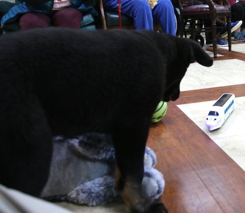 wAkis-10-wks-WV-c4