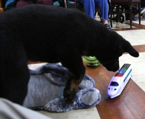 wAkis-10-wks-WV-c6