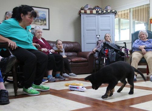 wAkis-10-wks-WV-c8