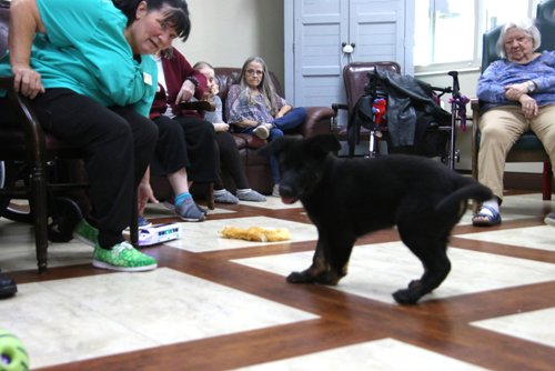 wAkis-10-wks-WV-c9