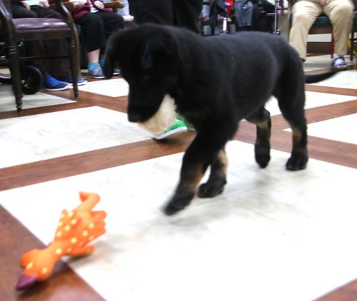 wAkis-10-wks-WV-d6
