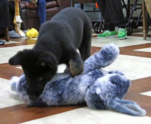 wAkis-10-wks-WV-e8