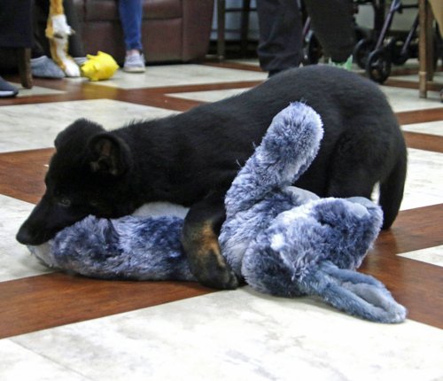 wAkis-10-wks-WV-e9