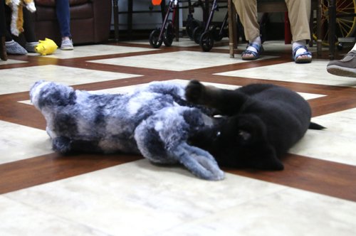 wAkis-10-wks-WV-f2