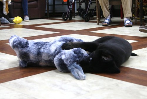 wAkis-10-wks-WV-f3