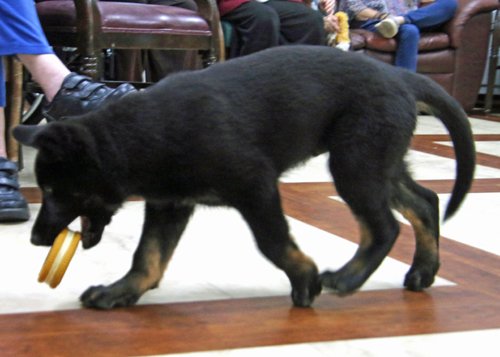 wAkis-10-wks-WV-g1