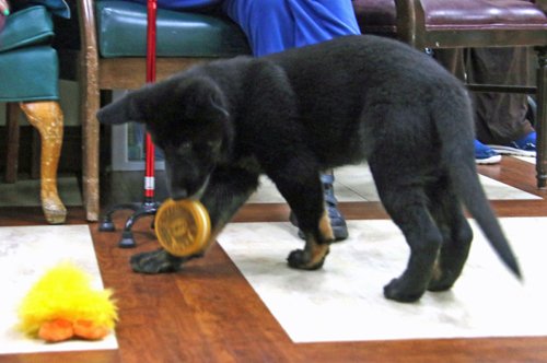 wAkis-10-wks-WV-g4