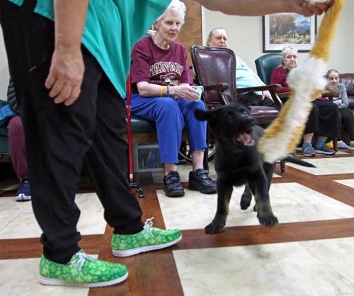 wAkis-10-wks-WV-h8