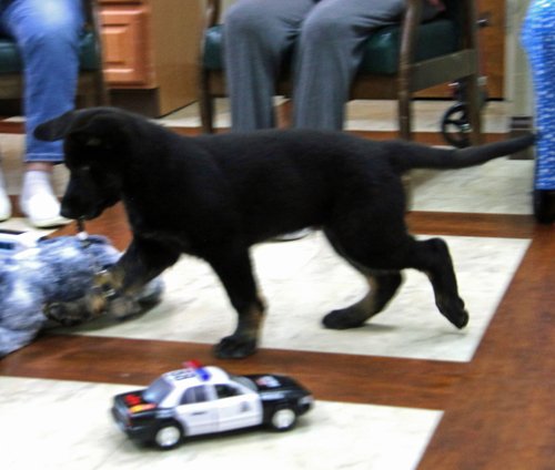 wAkis-10-wks-WV-q7