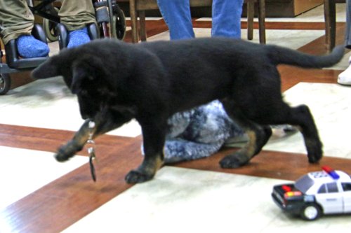 wAkis-10-wks-WV-q9