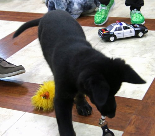 wAkis-10-wks-WV-r2