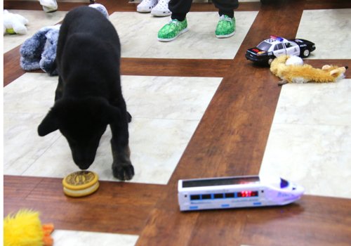 wAkis-10-wks-WV-r8