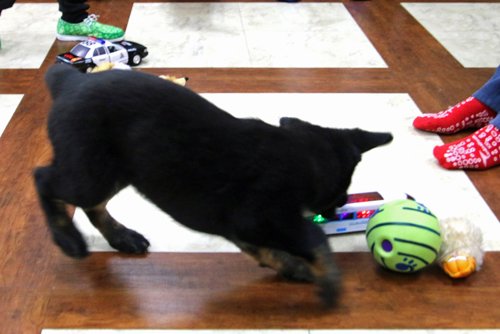 wAkis-10-wks-WV-s2